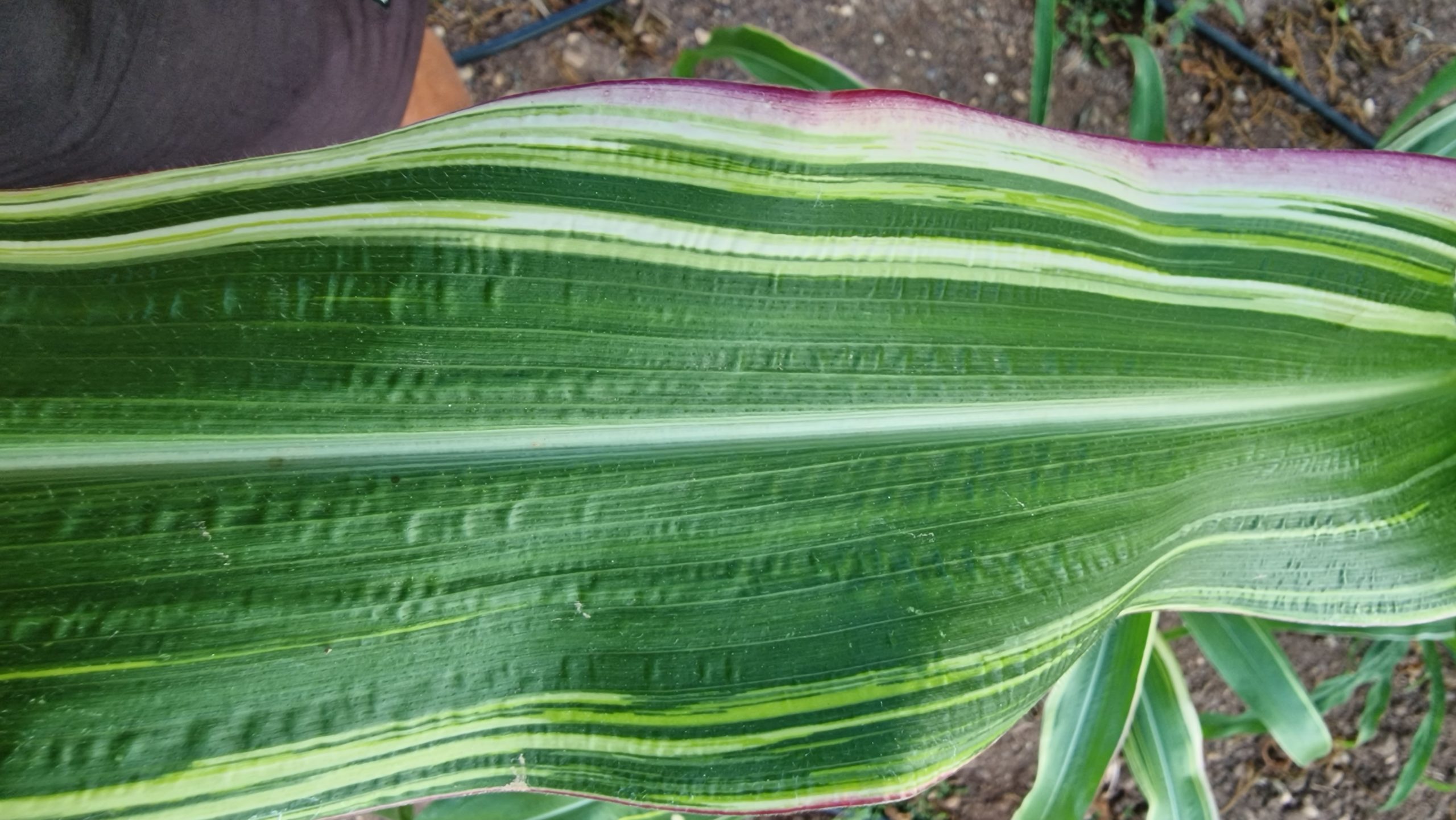 Variegata Maize / Corn Seeds - Image 7