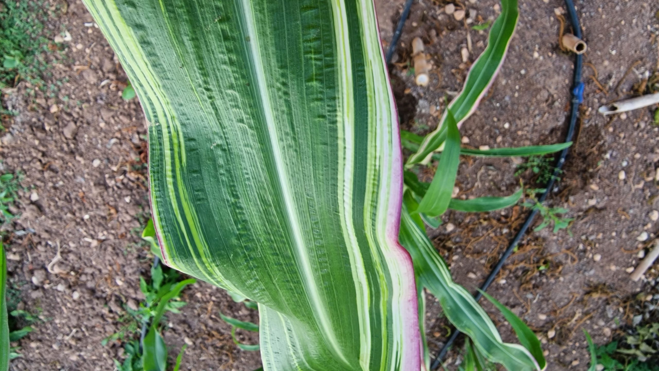 Variegata Maize / Corn Seeds - Image 8