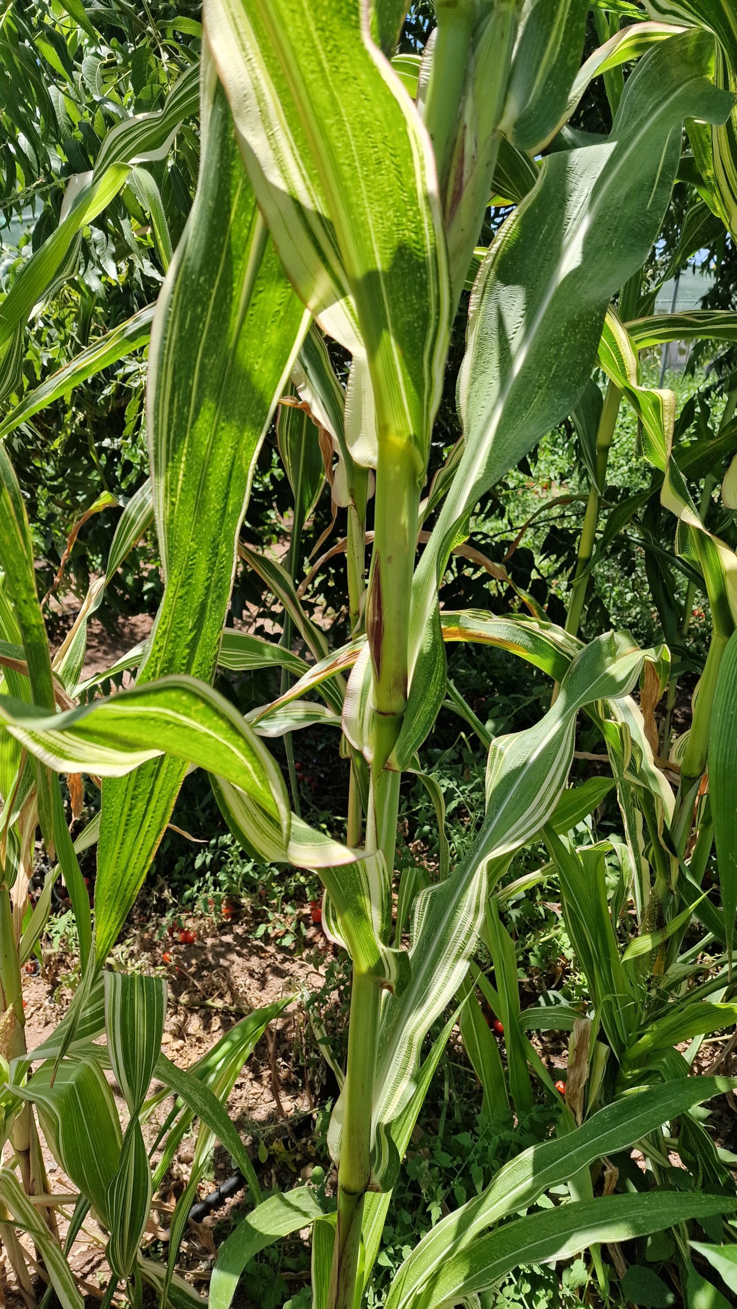 Variegata Maize / Corn Seeds - Image 3
