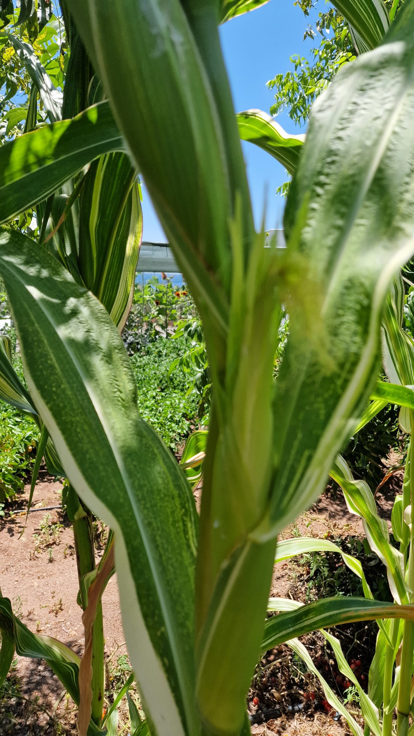Variegata Maize / Corn Seeds - Image 4