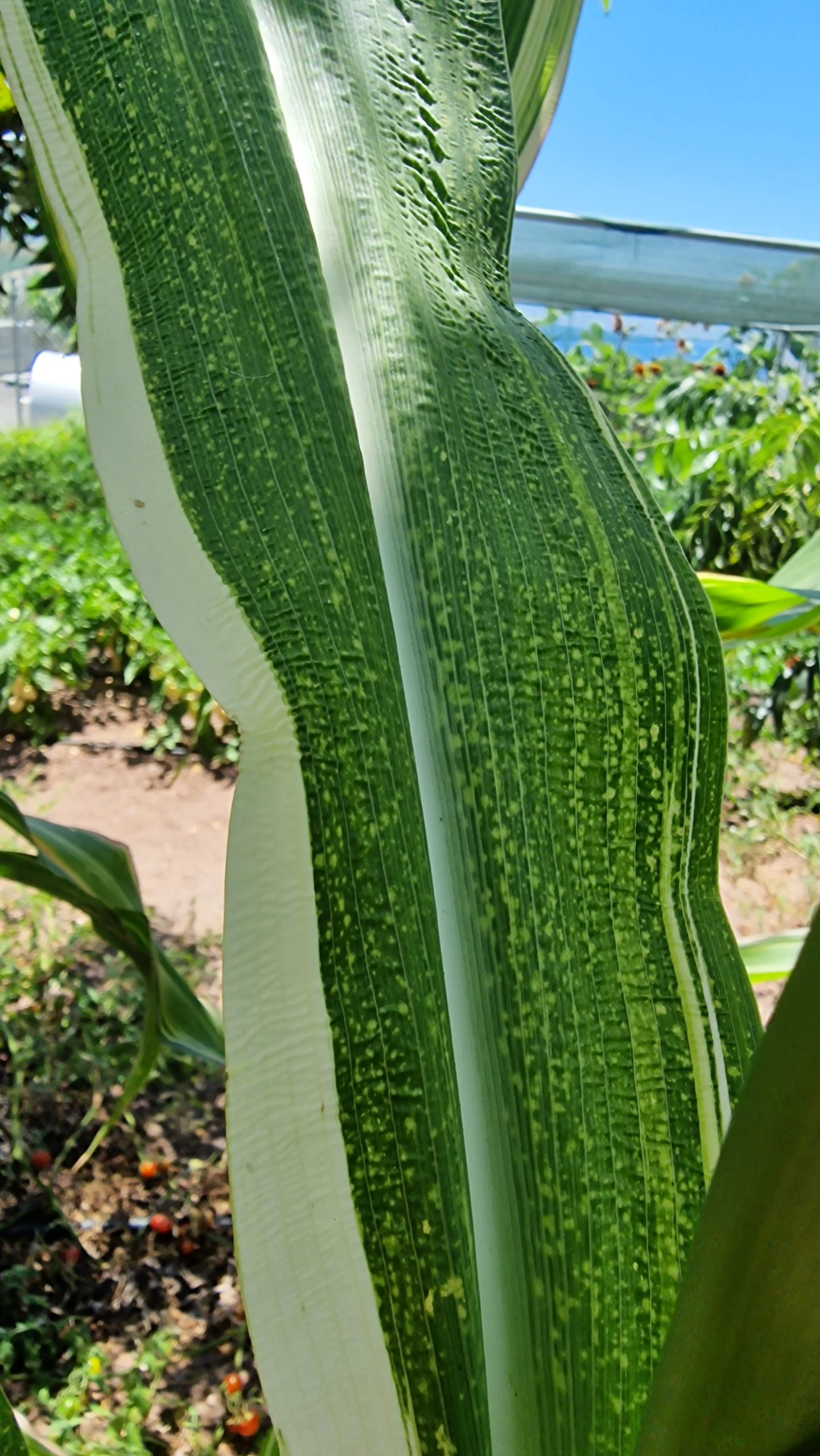 Variegata Maize / Corn Seeds - Image 5