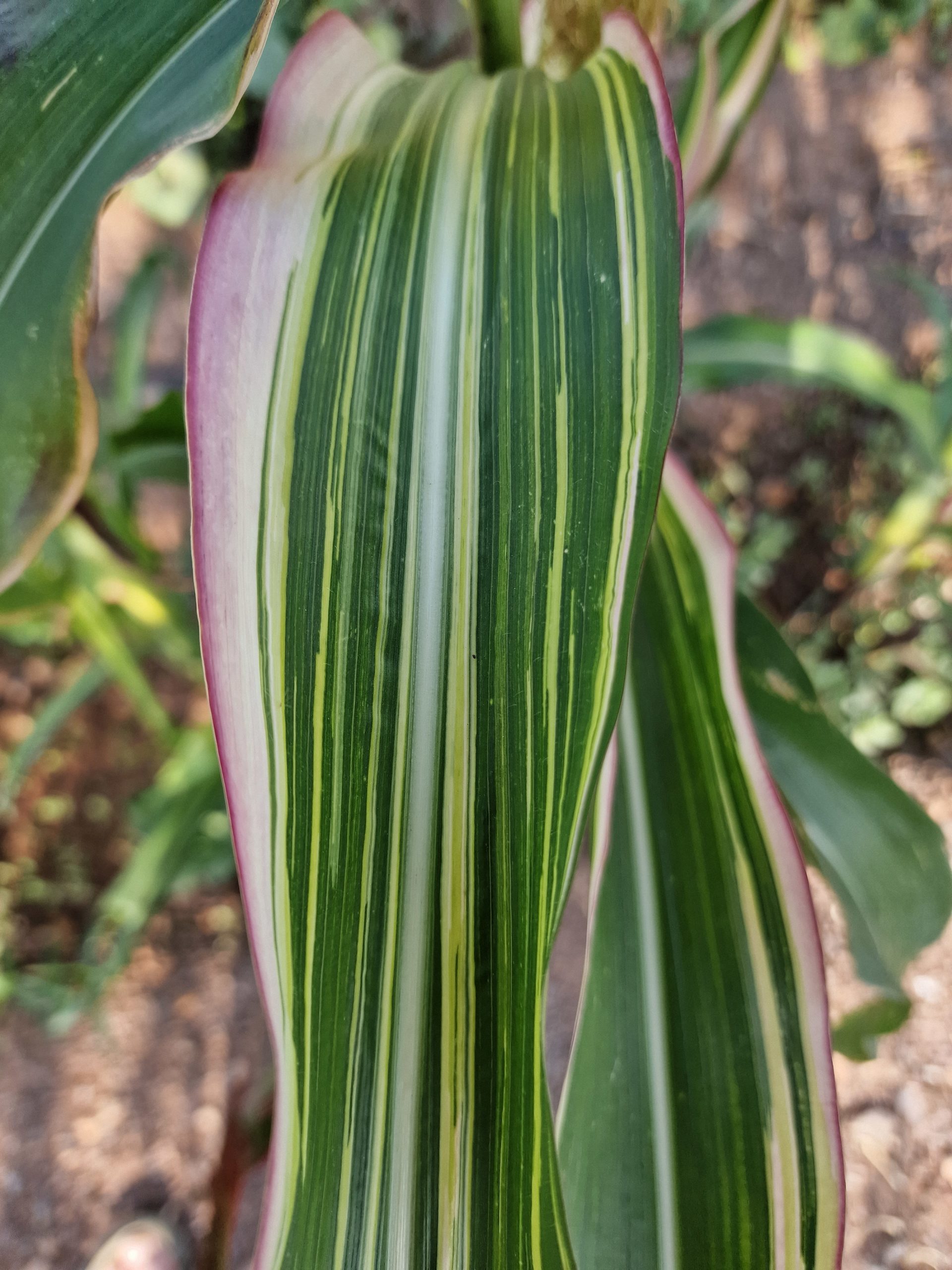 Variegata Maize / Corn Seeds - Image 6