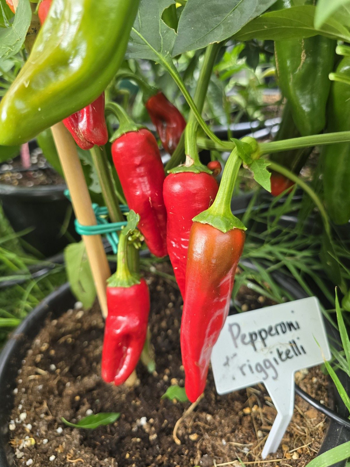 Friggitelli Sweet Pepper Seeds - Image 5