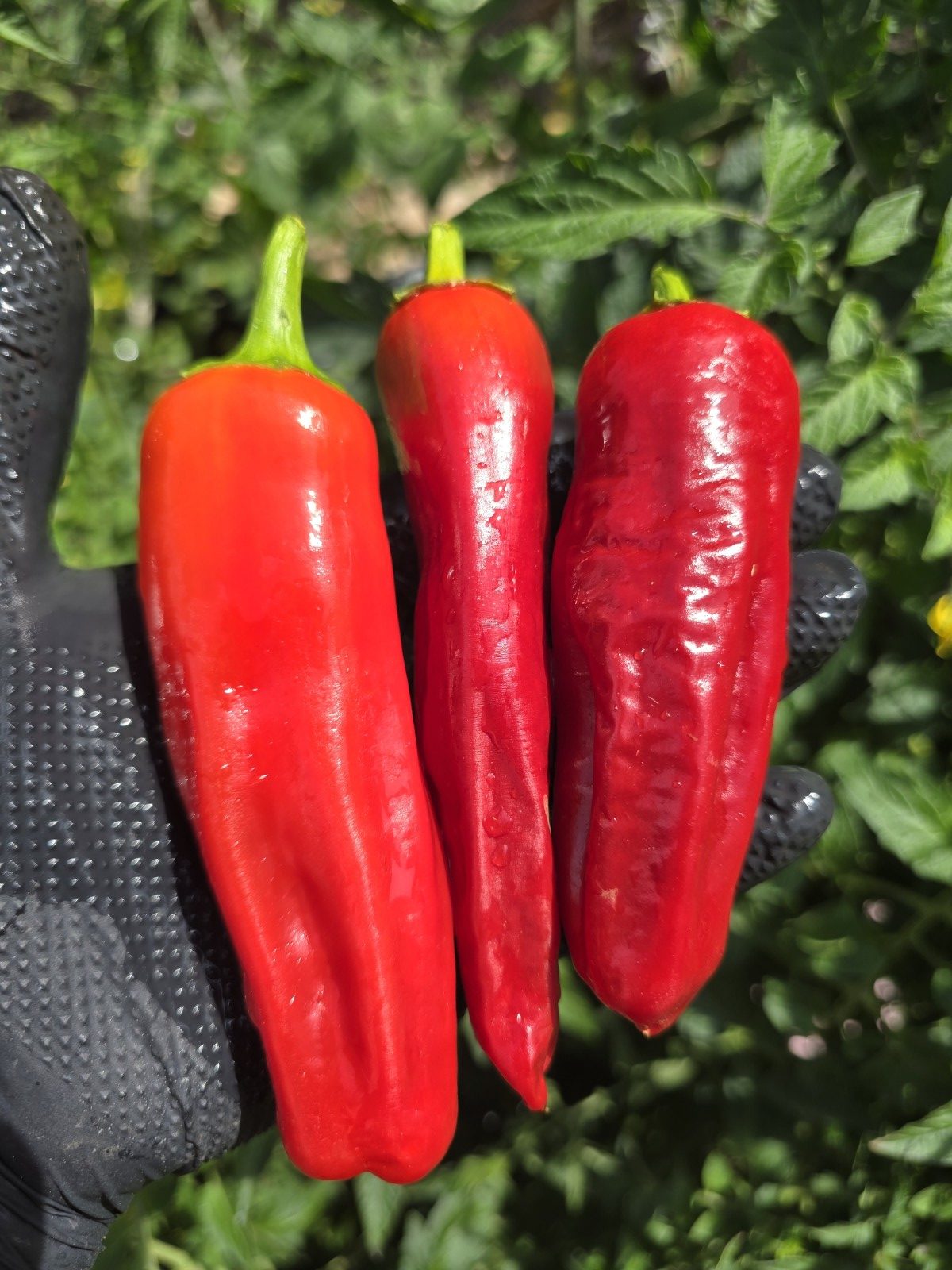 Friggitelli Sweet Pepper Seeds - Image 6