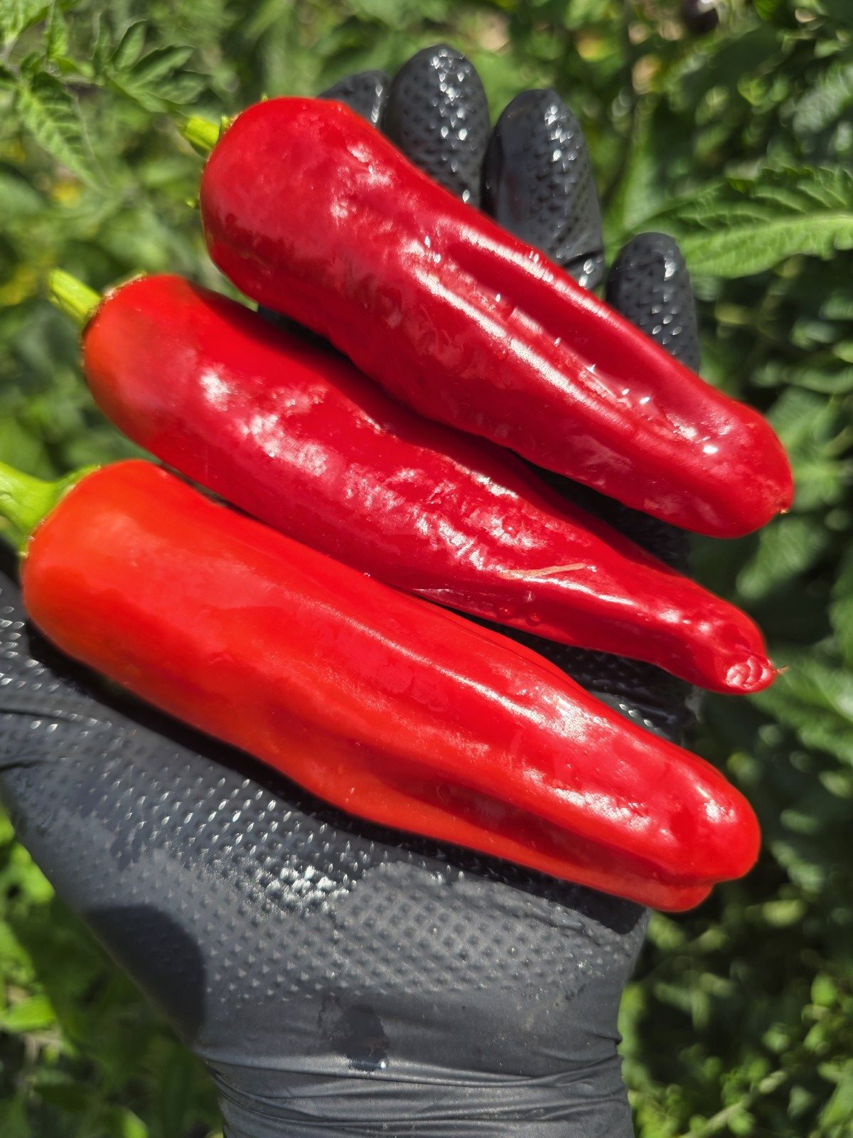 Friggitelli Sweet Pepper Seeds - Image 7