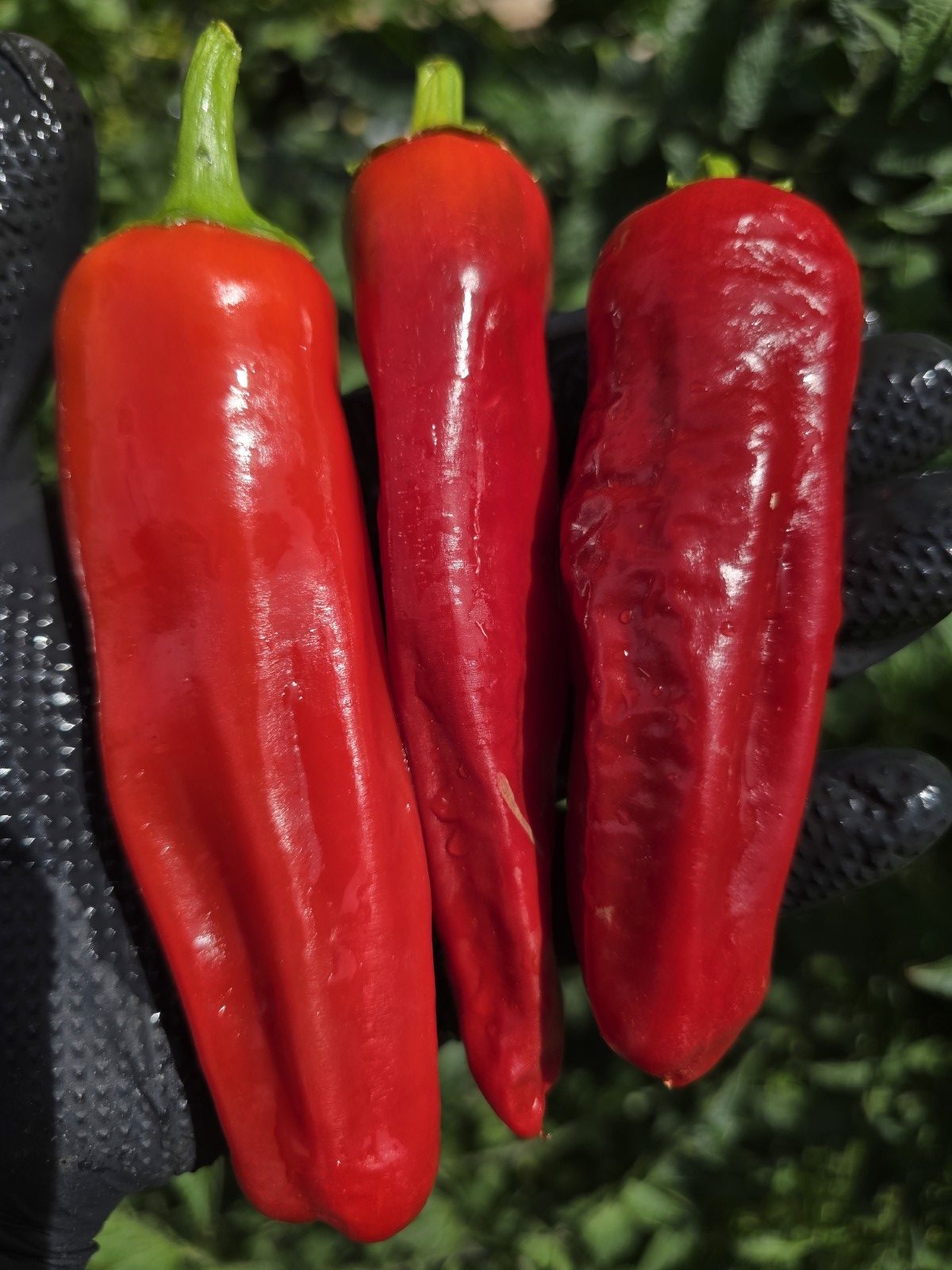 Friggitelli Sweet Pepper Seeds - Image 2