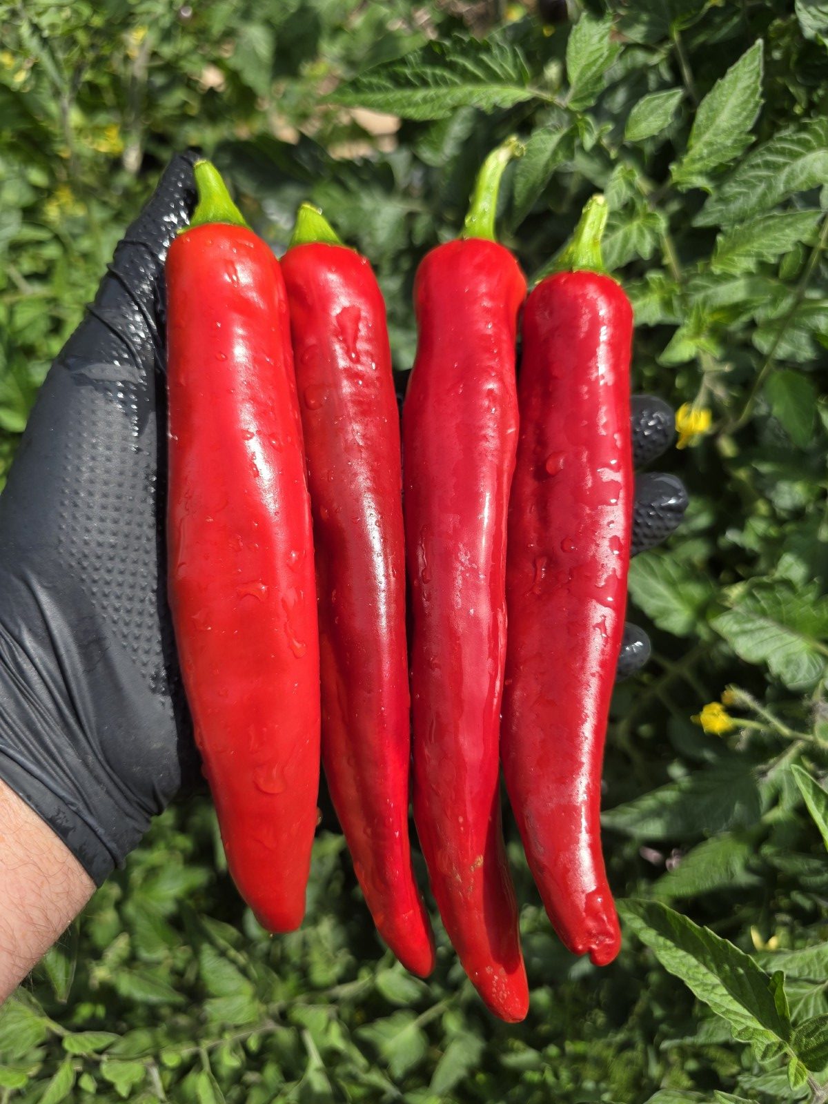 Friggitelli Sweet Pepper Seeds - Image 3