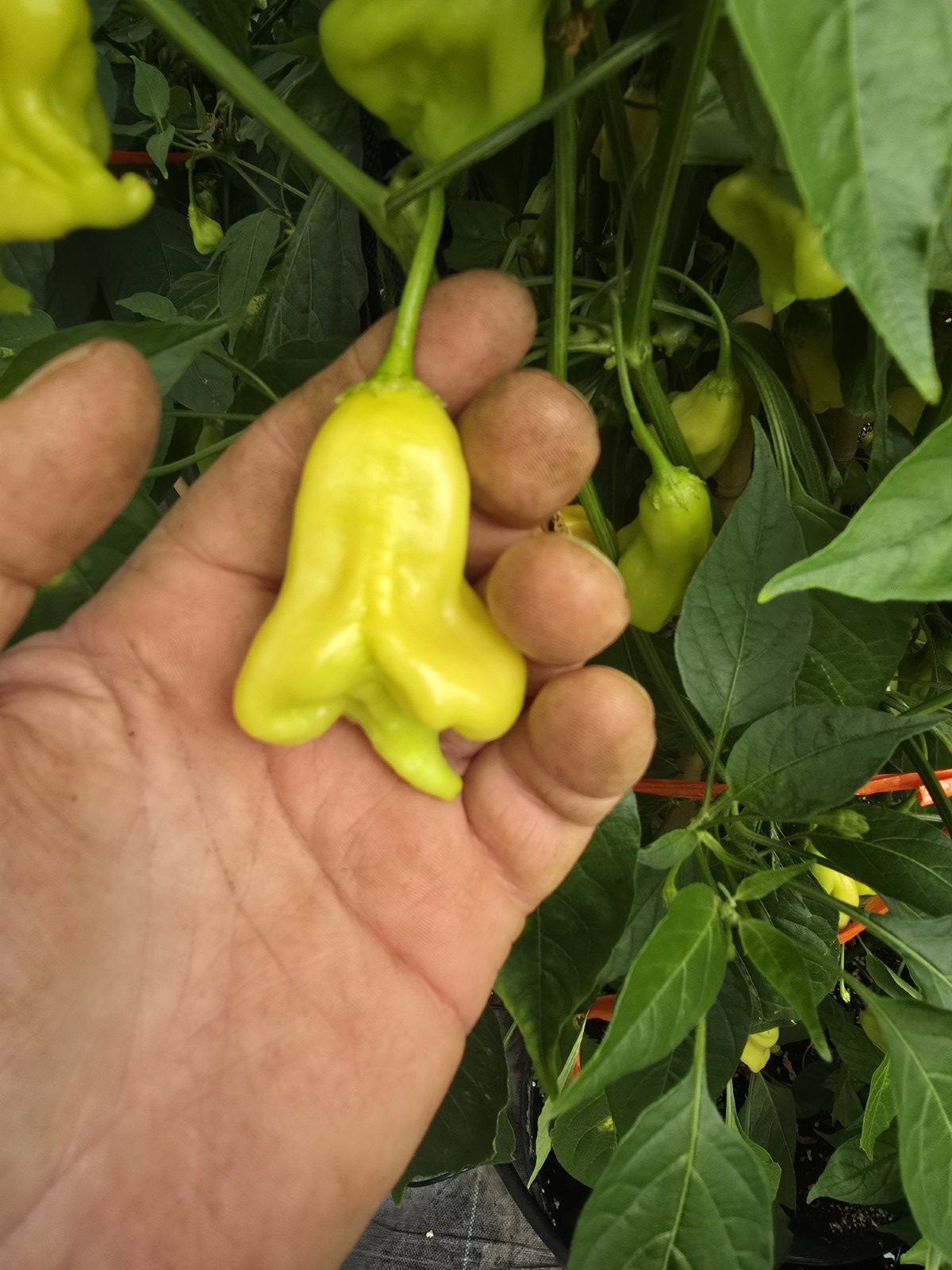 Soul Squeeze Chilli Seeds - Image 5