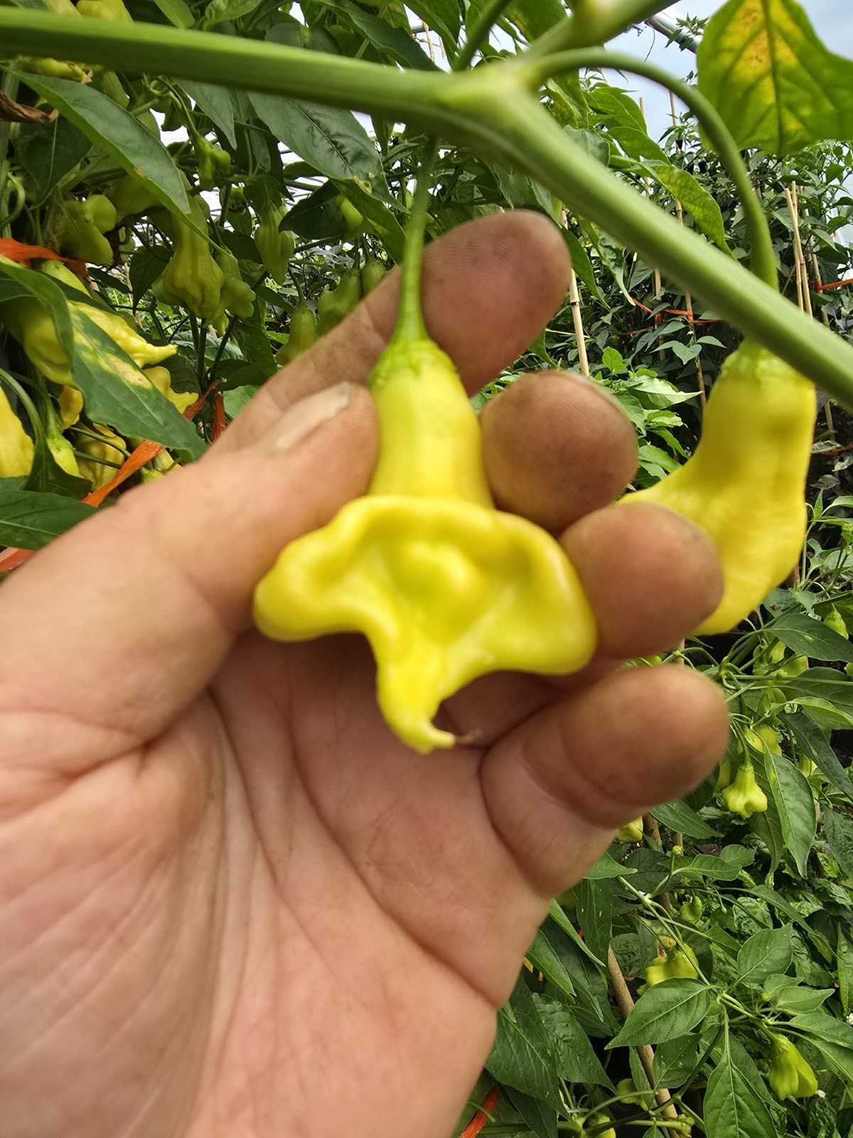 Soul Squeeze Chilli Seeds - Image 3
