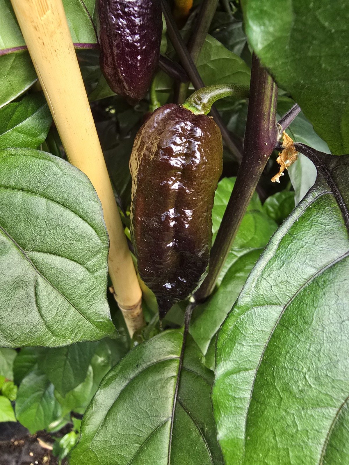 Primo Noir Chilli Seeds - Image 2