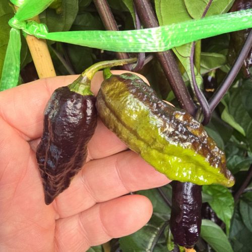 Primo Noir Chilli Seeds