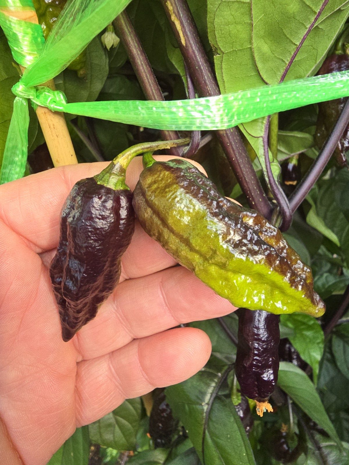 Primo Noir Chilli Seeds