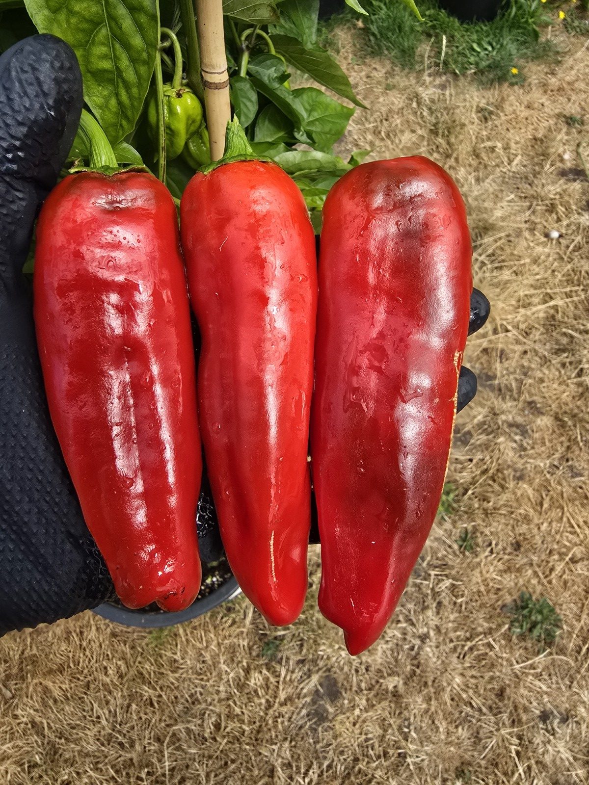 Friggitelli Sweet Pepper Seeds - Image 4