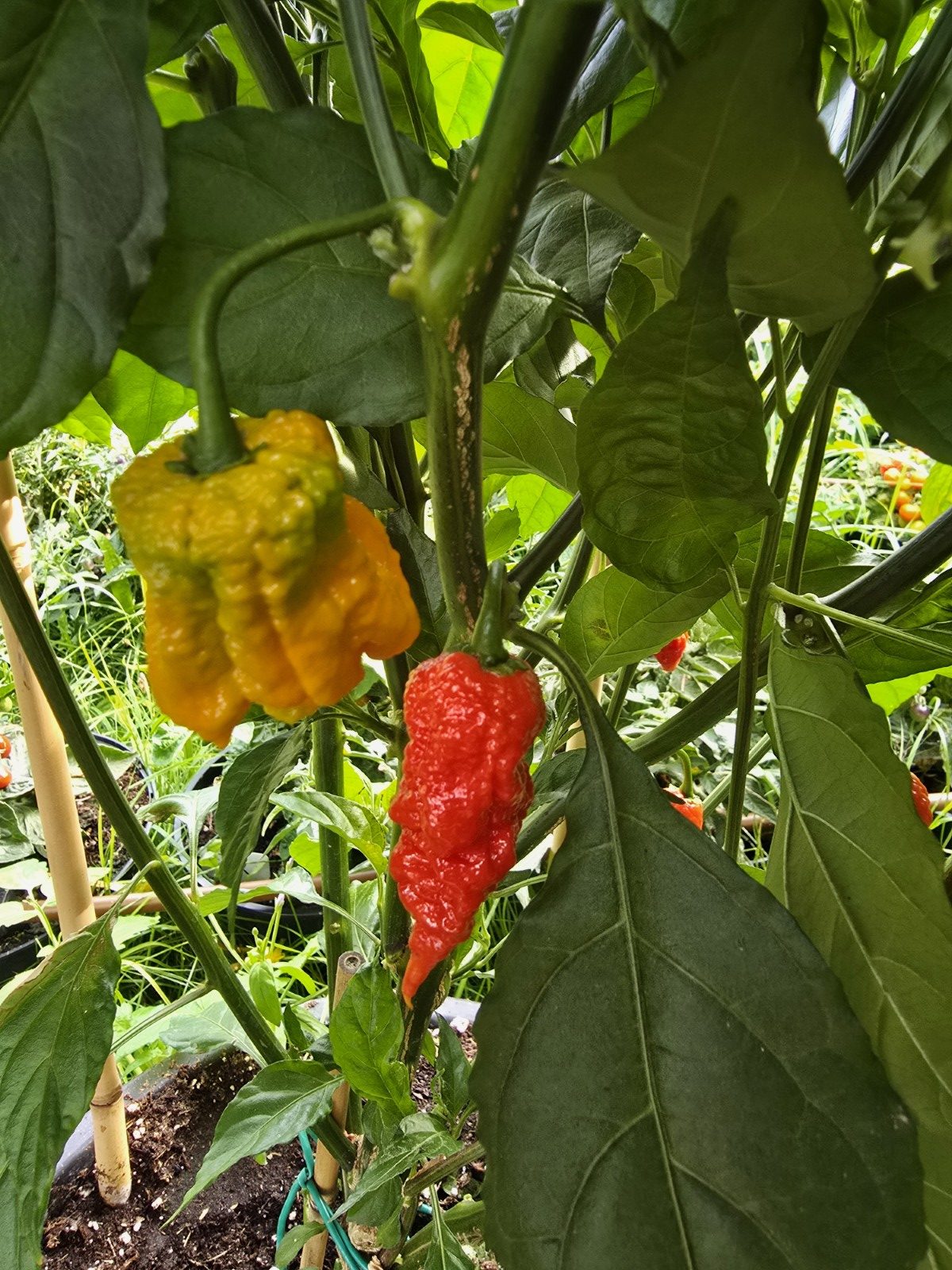 Primotalii Red Chilli Seeds - Image 6