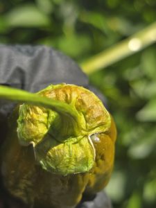 BBG Green Mustard Chilli Seeds