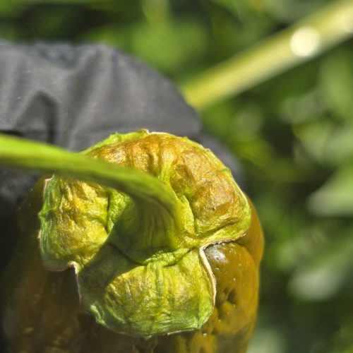 BBG Green Mustard Chilli Seeds