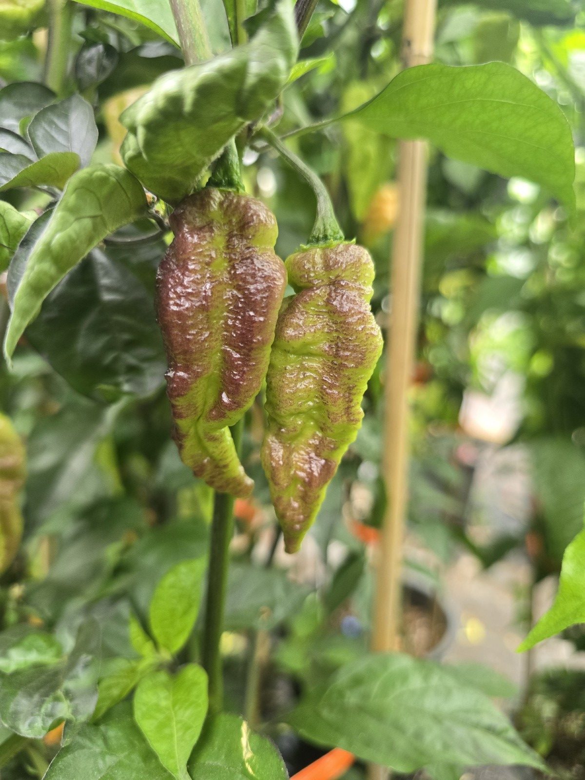 Primo Noir Chilli Seeds - Image 5
