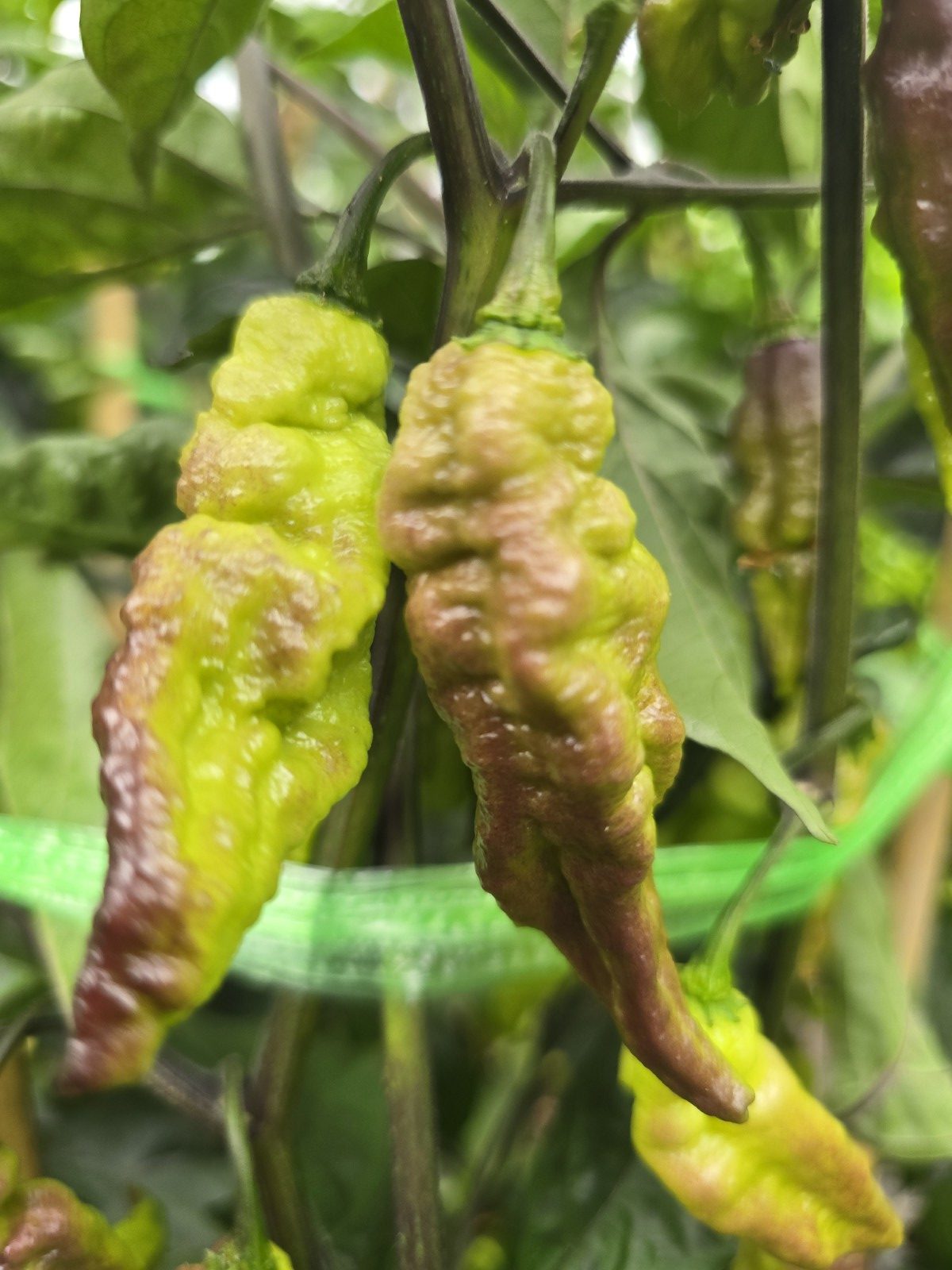 Primo Noir Chilli Seeds - Image 4