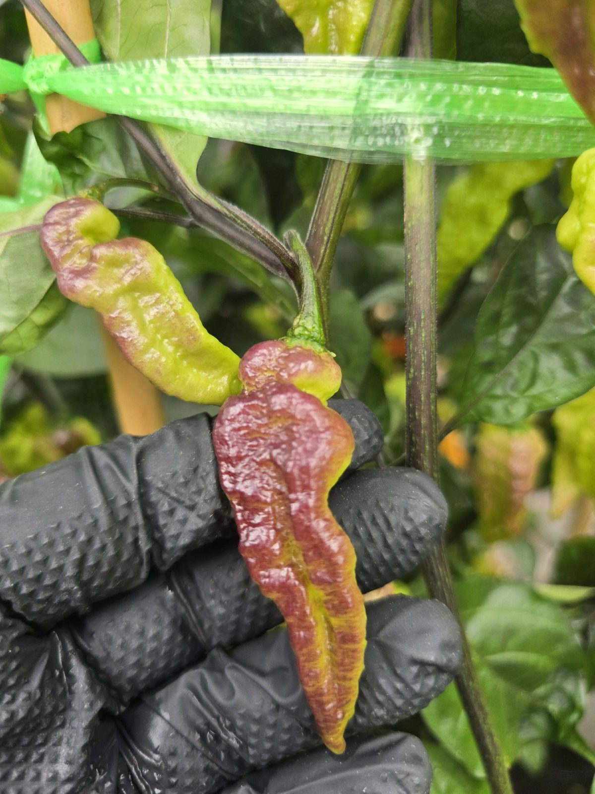 Primo Noir Chilli Seeds - Image 6