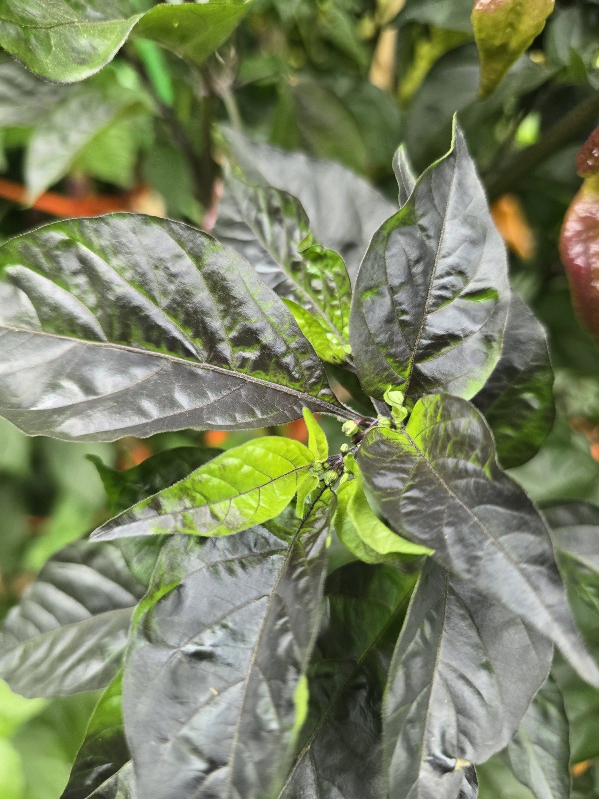 Primo Noir Chilli Seeds - Image 3