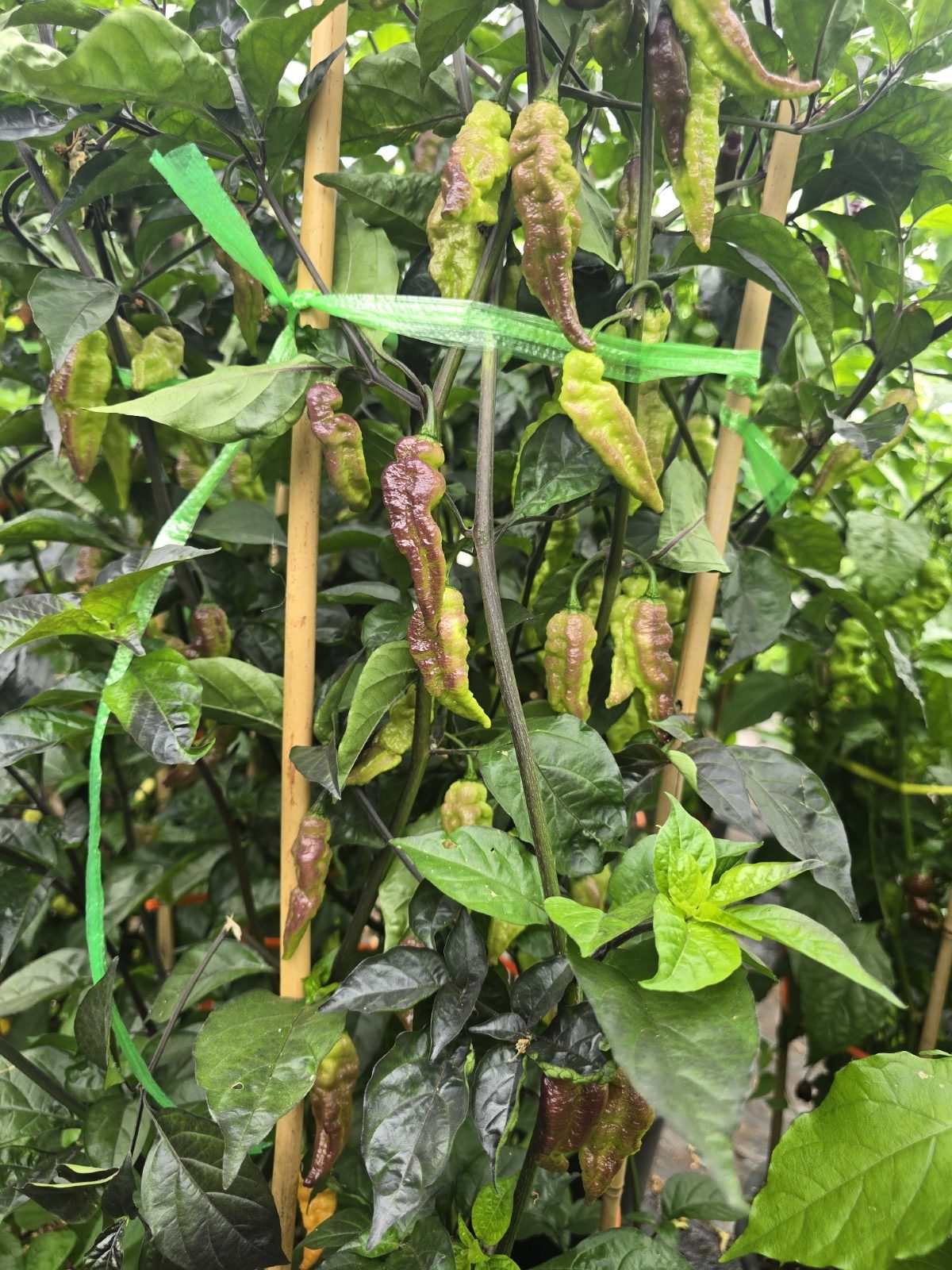 Primo Noir Chilli Seeds - Image 7