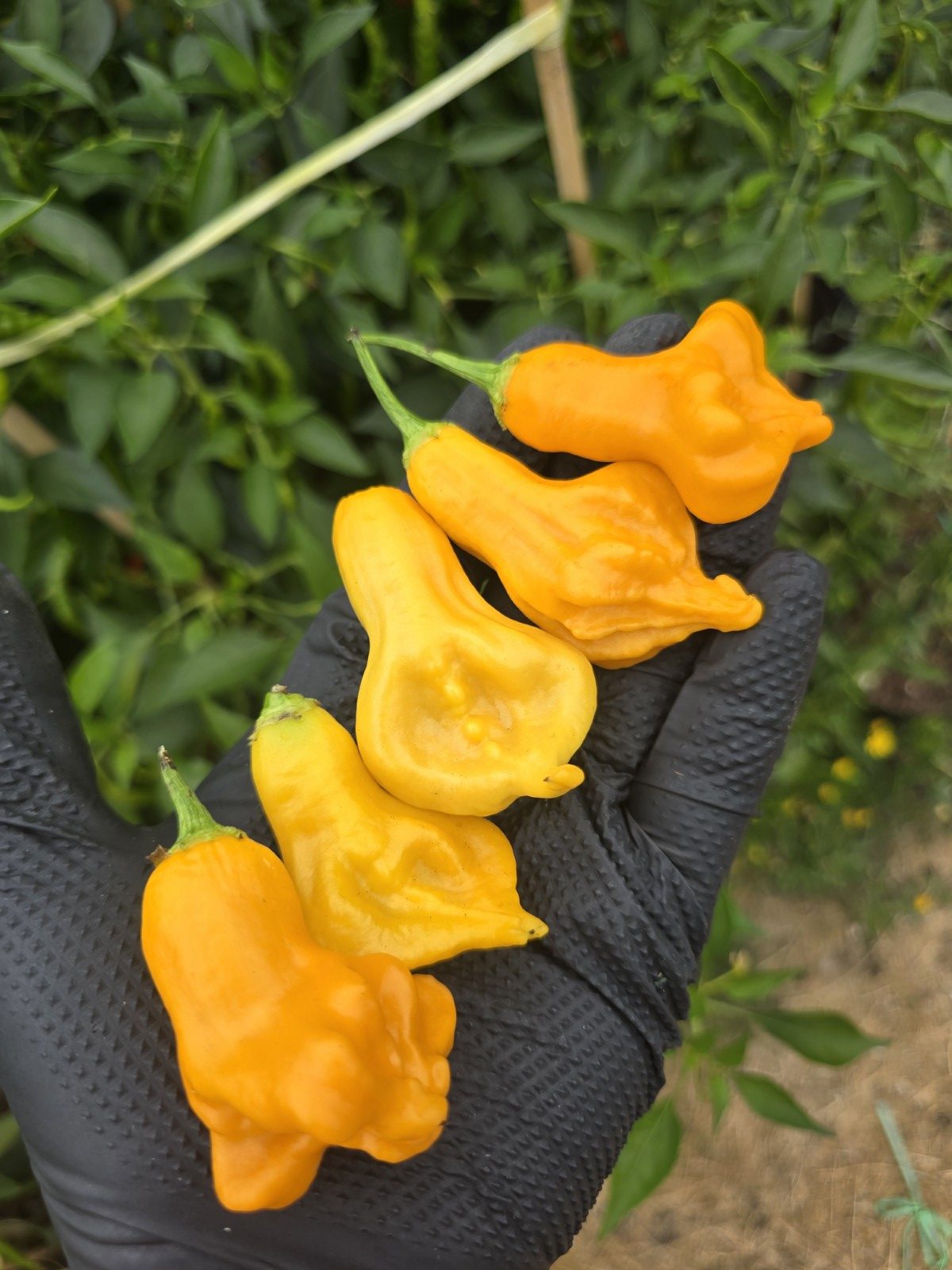 Soul Squeeze Chilli Seeds - Image 4