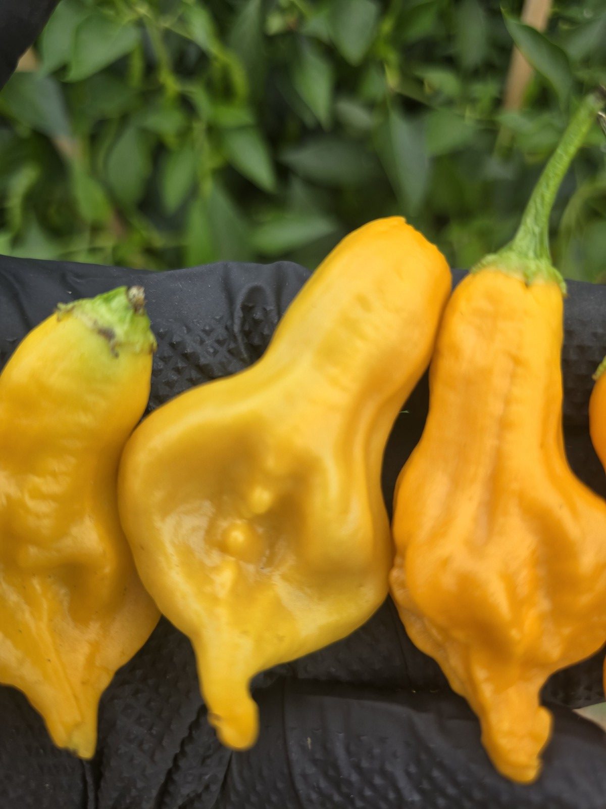 Soul Squeeze Chilli Seeds - Image 6