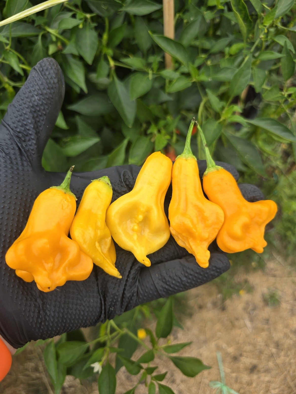 Soul Squeeze Chilli Seeds - Image 7
