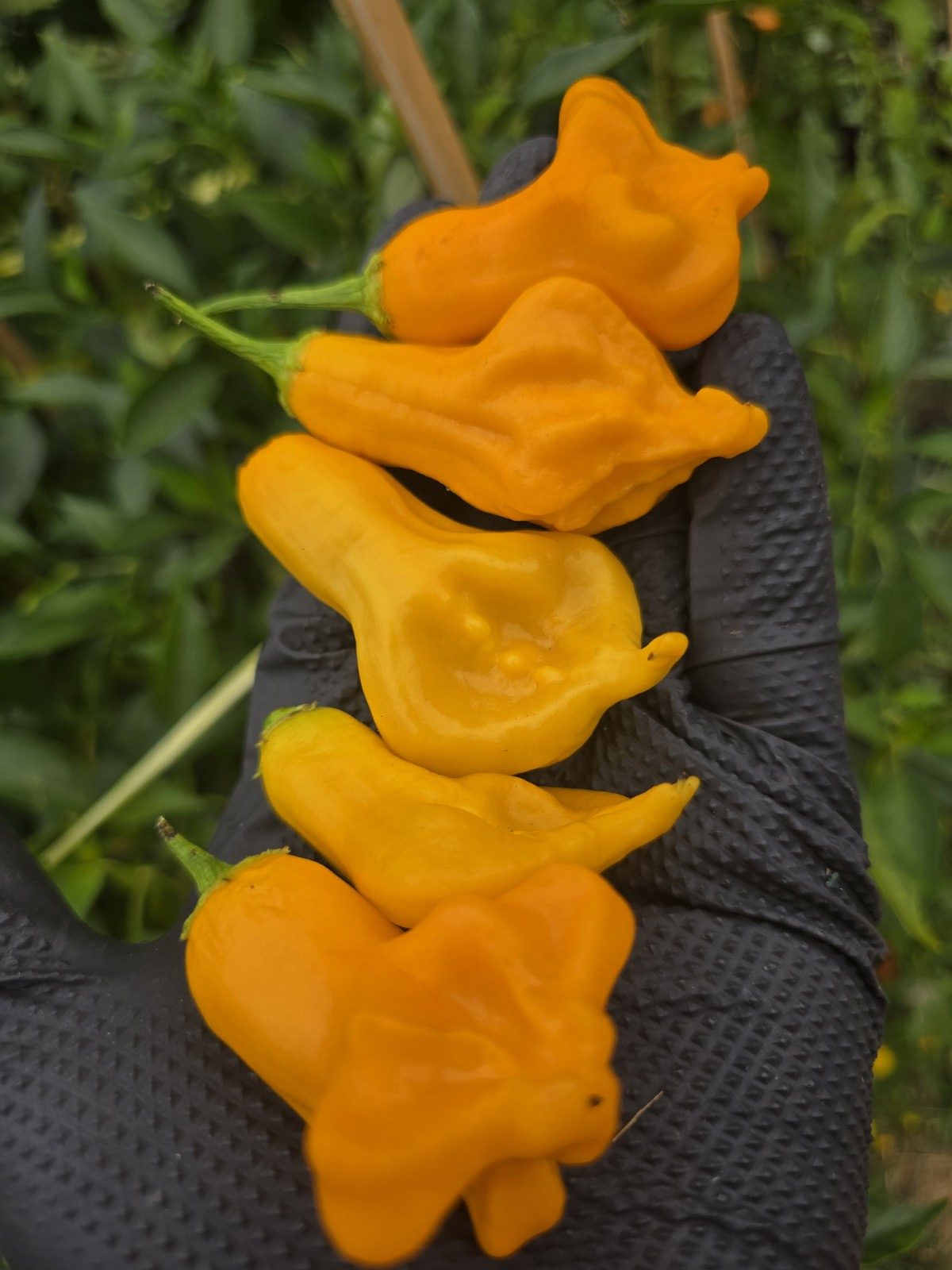 Soul Squeeze Chilli Seeds - Image 8