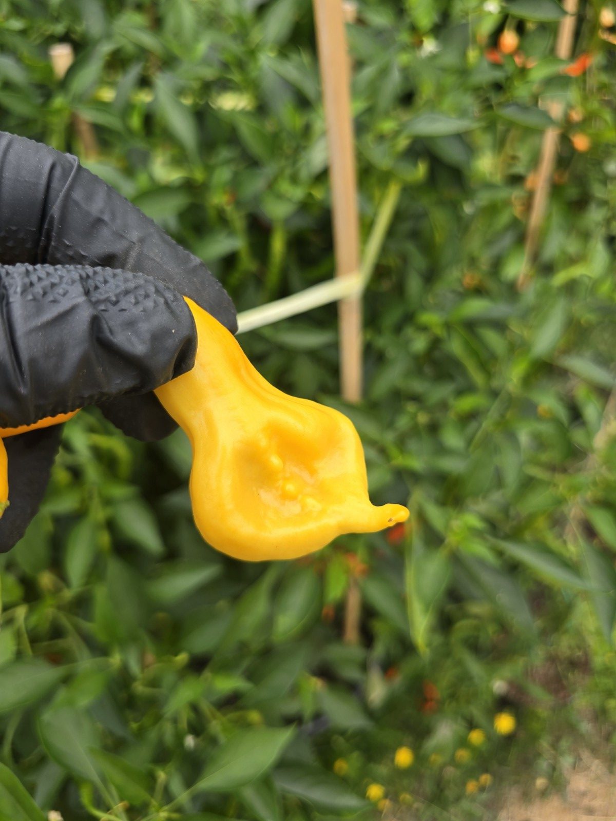 Soul Squeeze Chilli Seeds - Image 9
