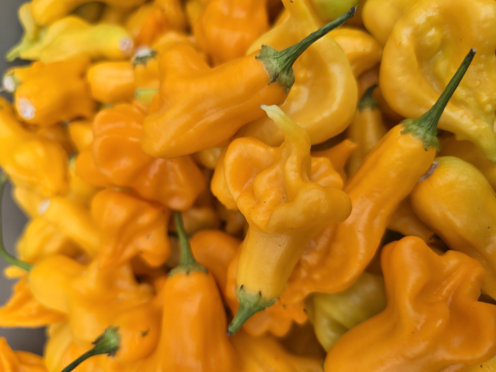 Soul Squeeze Chilli Seeds - Image 2