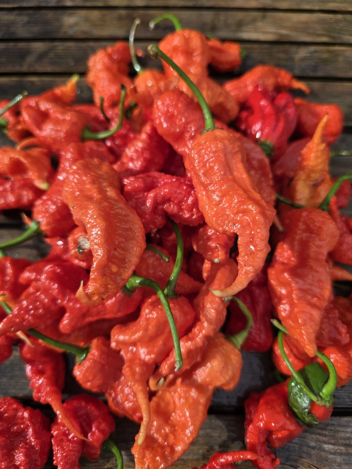 Primotalii Red Chilli Seeds - Image 4