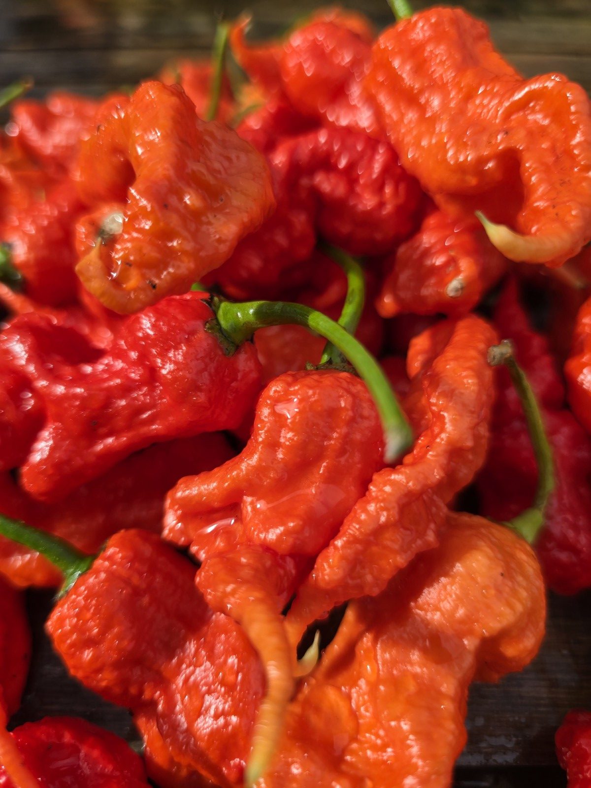 Primotalii Red Chilli Seeds - Image 3