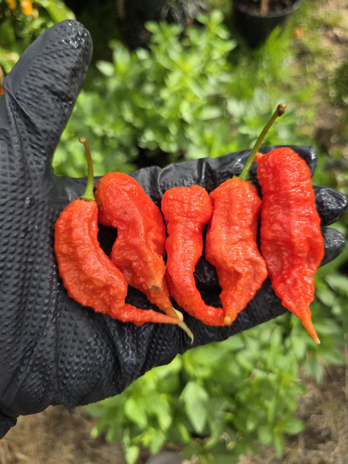 Primotalii Red Chilli Seeds - Image 5