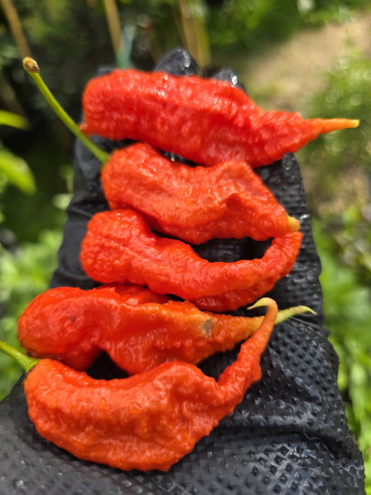 Primotalii Red Chilli Seeds - Image 7