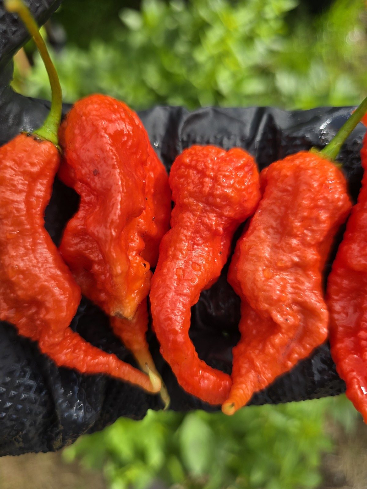 Primotalii Red Chilli Seeds - Image 2
