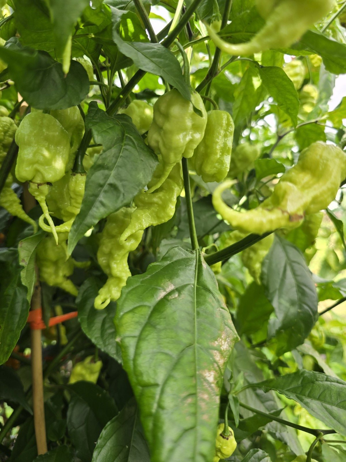 Meringue Ghost Scorpion Chilli Seeds - Image 4