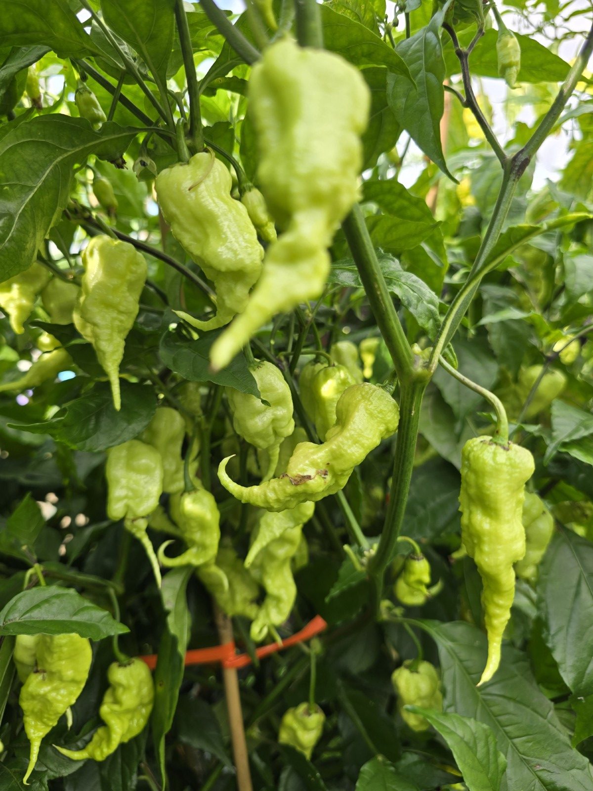 Meringue Ghost Scorpion Chilli Seeds - Image 5