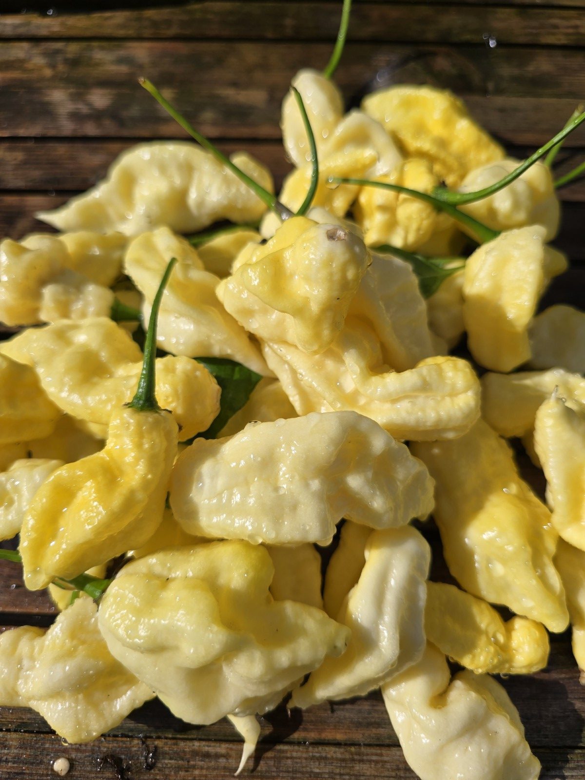 Meringue Ghost Scorpion Chilli Seeds - Image 9