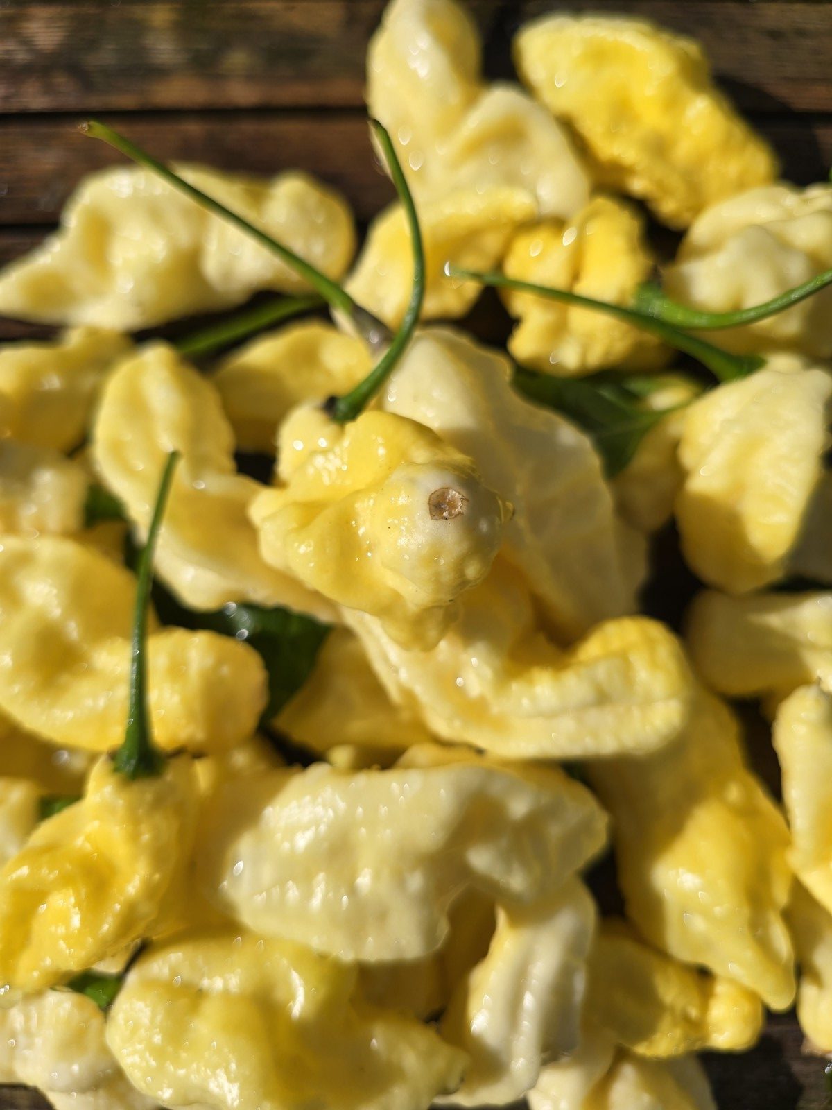 Meringue Ghost Scorpion Chilli Seeds - Image 3