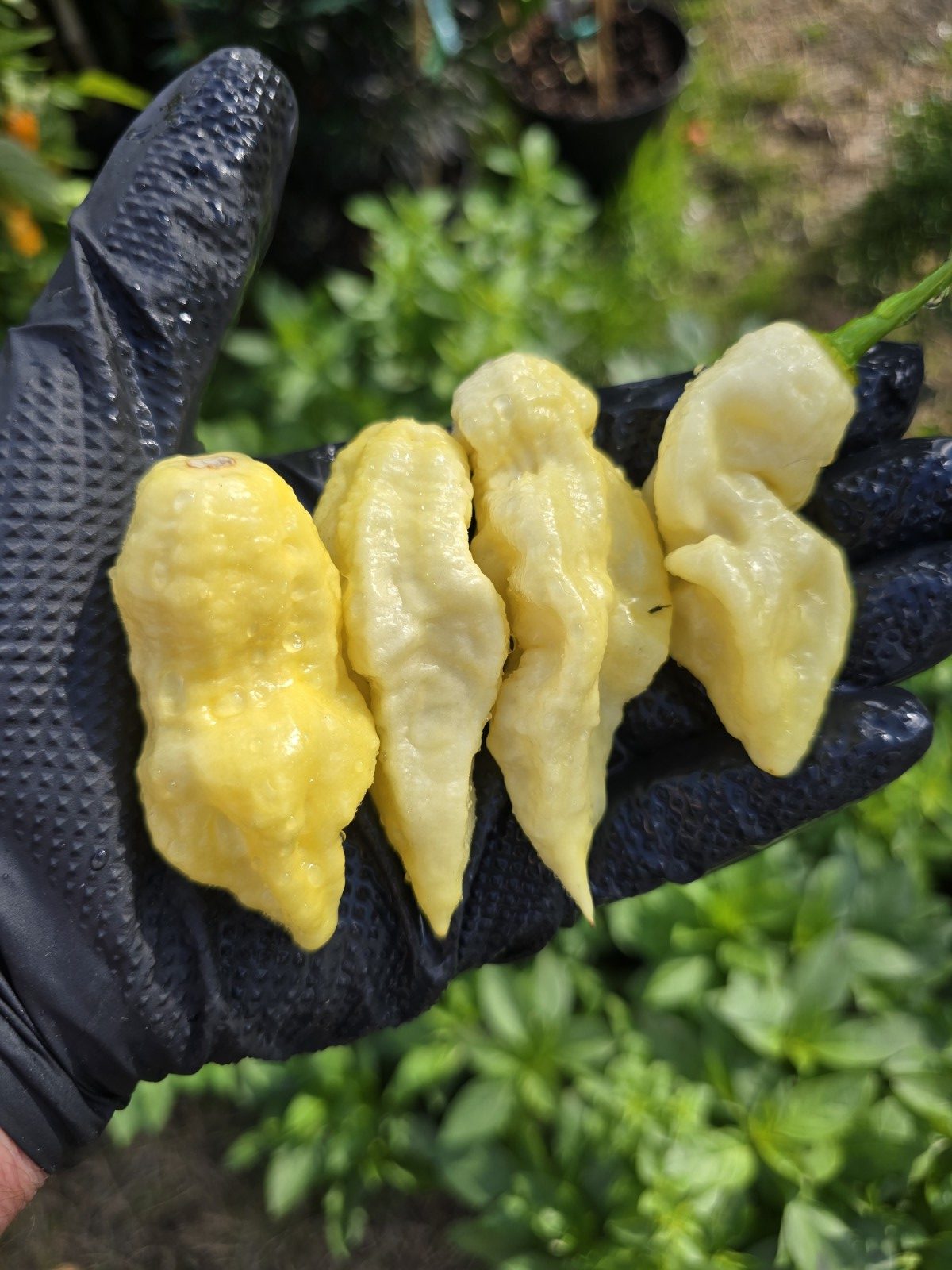 Meringue Ghost Scorpion Chilli Seeds - Image 8