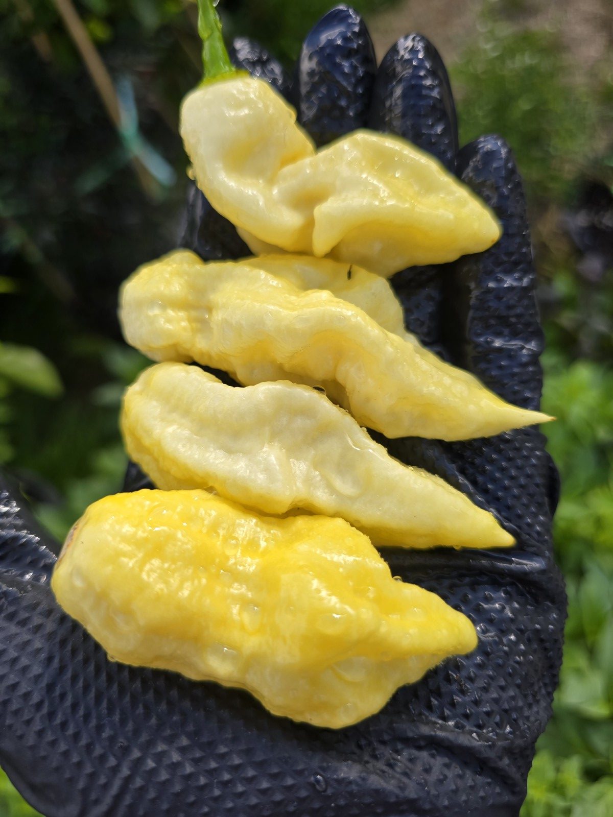 Meringue Ghost Scorpion Chilli Seeds - Image 7