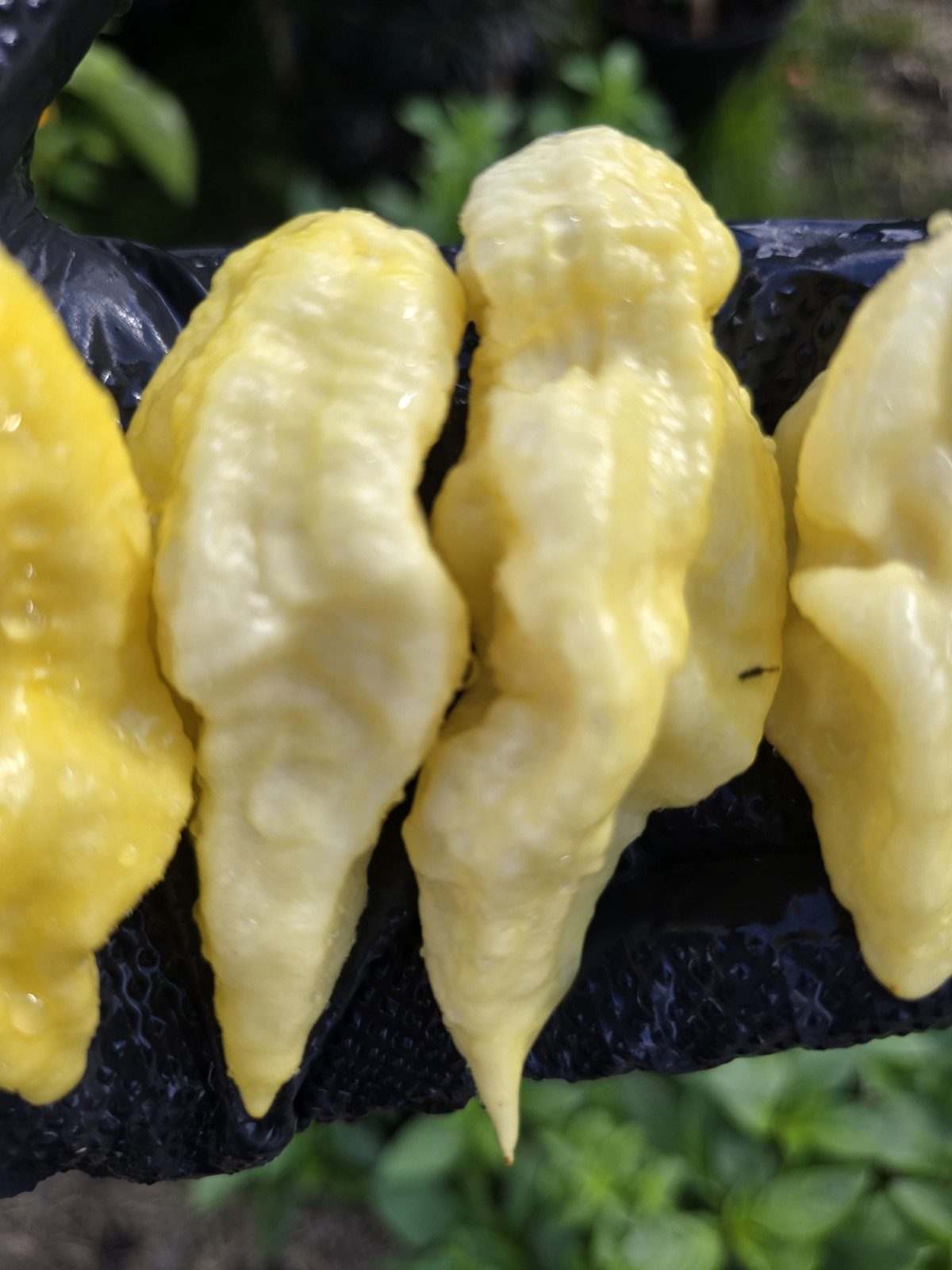 Meringue Ghost Scorpion Chilli Seeds - Image 2