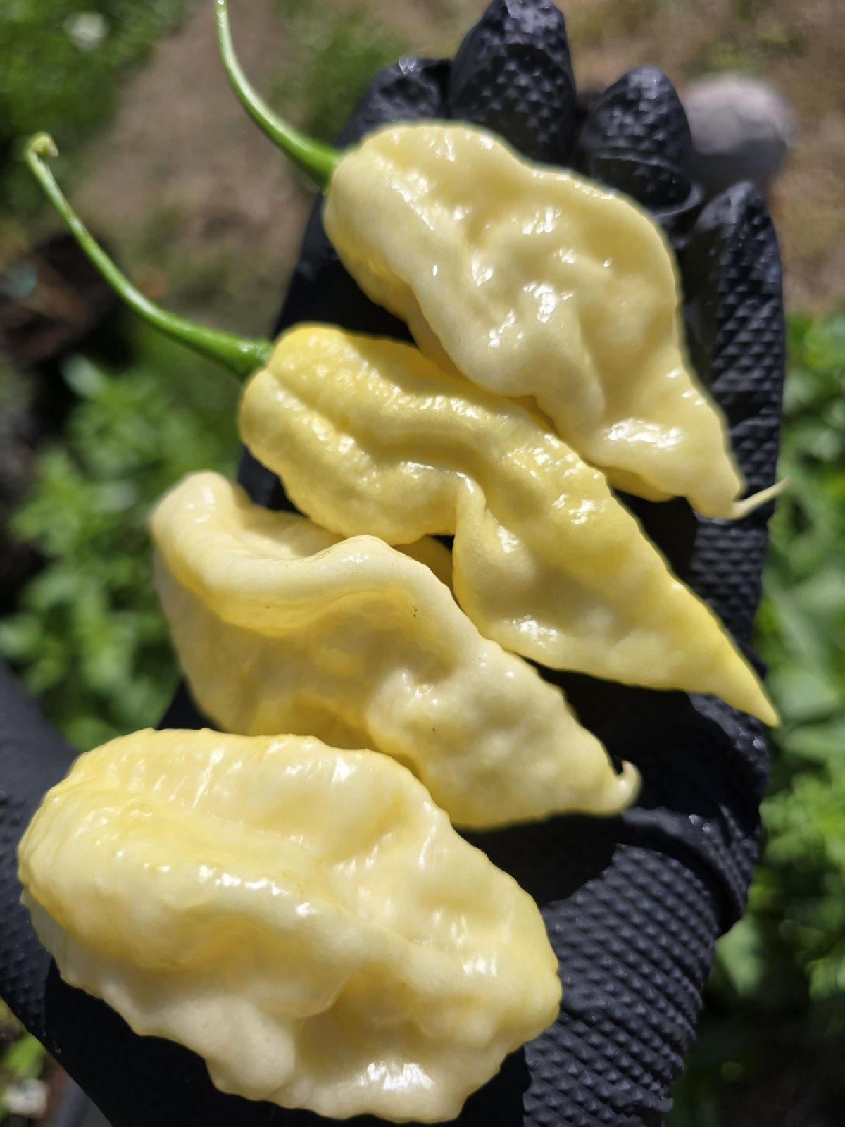 Meringue Ghost Scorpion Chilli Seeds - Image 6