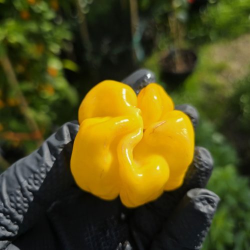 Giant Yellow Cardi Chilli Seeds