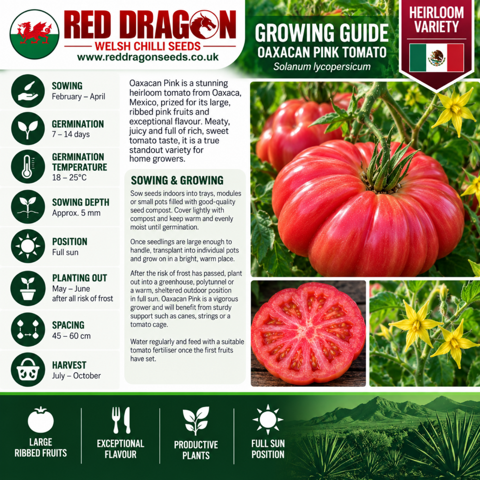 Oaxacan Pink Tomato Seeds - Image 2