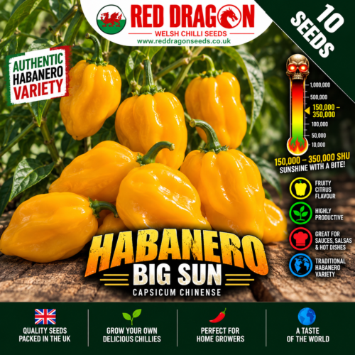 Habanero Big sun Chilli Seeds