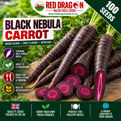 Black Nebula Carrot Seeds
