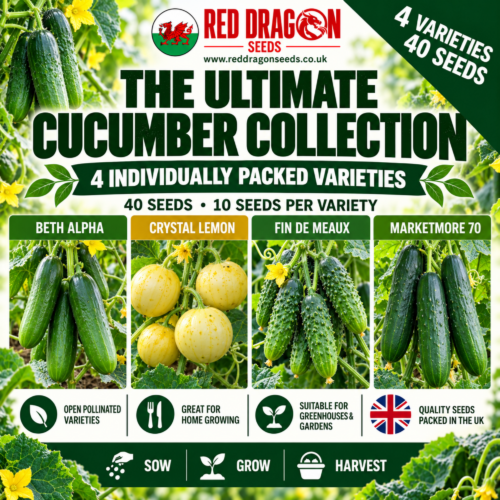 The Ultimate Cucumber Collection – 4 Varieties – 40 Seeds