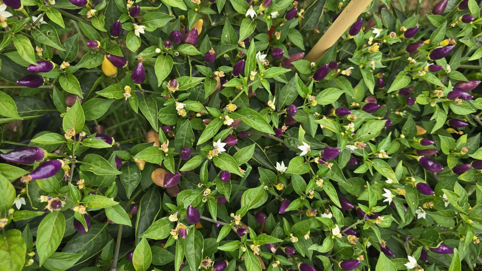 Numex Twilight Chilli Seeds - Image 10